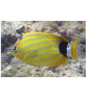 Chaetodon fremblii