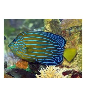 Chaetodontoplus septentrionalis