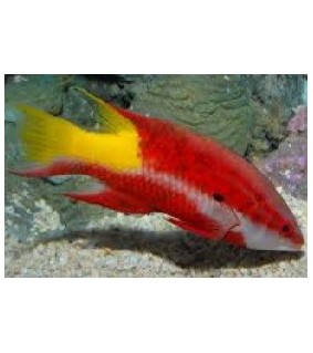 Bodianus pulchellus
