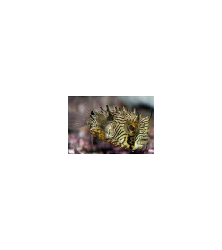 Chilomycterus schoepfi
