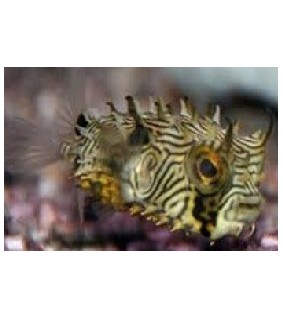 Chilomycterus schoepfi