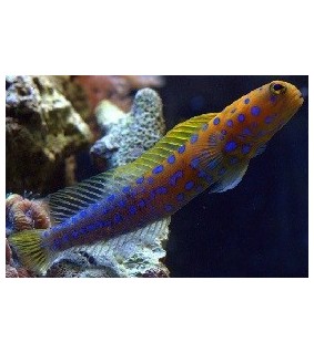 Opistognathus rosenblatti