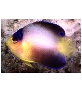 Centropyge multicolor