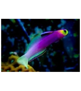 Nemateleotris helfrichi