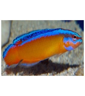 Pseudochromis aldabraensis