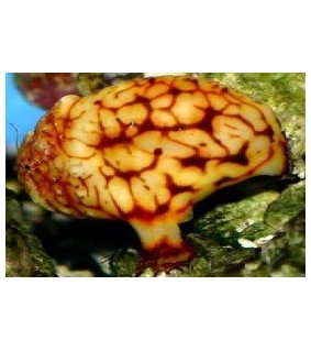 Antennarius tuberosus