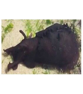 Dolabella auricularia