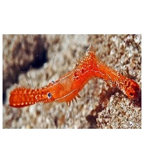 Leander plumosus