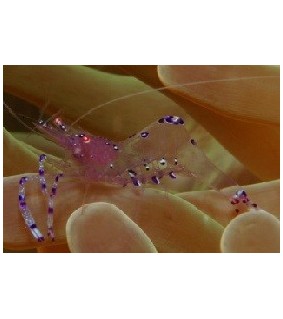 Periclimenes Holthuisi