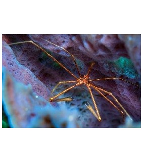 Stenorhynchus Seticornis