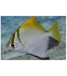Monodactylus Argenteus