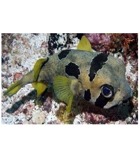 Diodon Liturosus