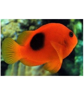 Amphiprion Ephippium