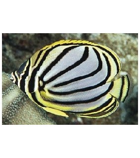 Chaetodon meyeri