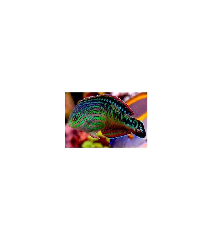 Macropharyngodon bipartitus Male