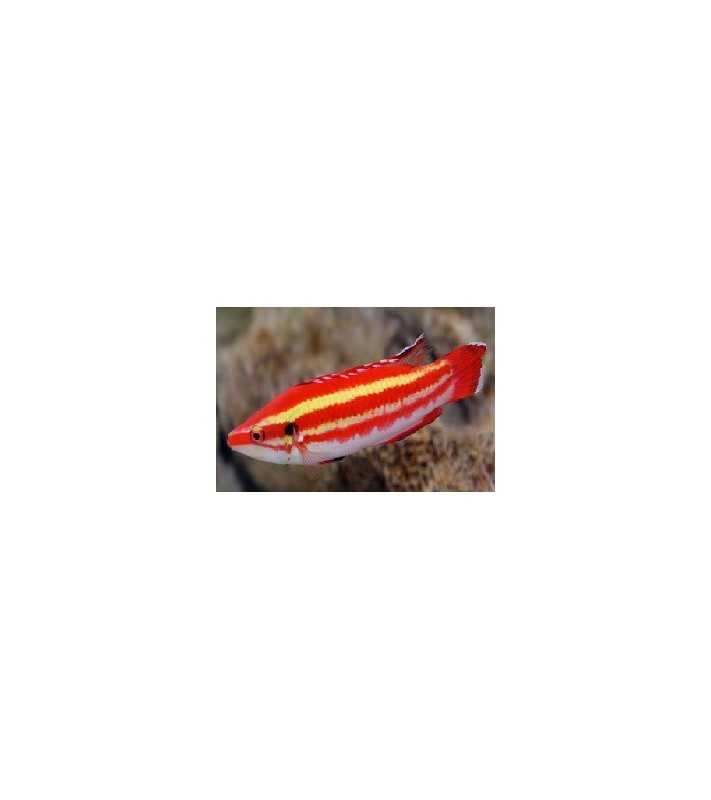 Bodianus masudai