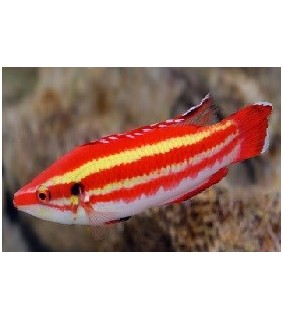 Bodianus masudai