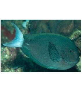 Acanthurus Thompsoni
