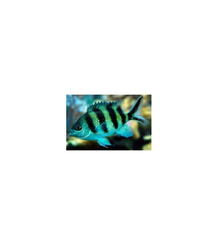 Abudefduf sexfasciatus