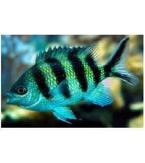 Abudefduf sexfasciatus