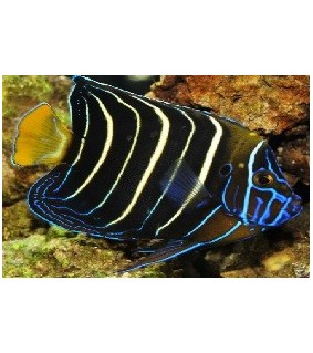 Pomacanthus chrysurus