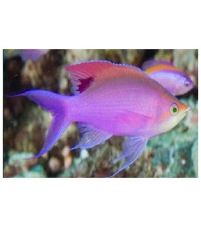 Pseudanthias tuka