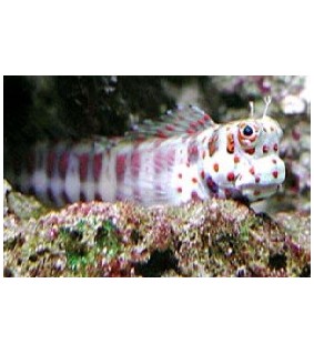 Blenniella chrysospilos 