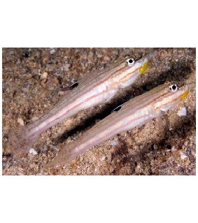 Valenciennea muralis