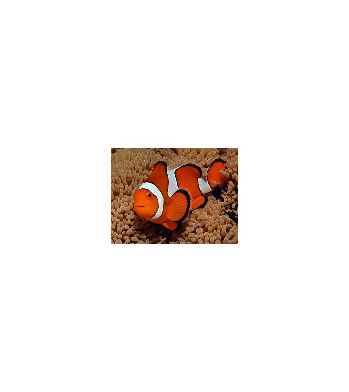 Amphiprion Percula/Sulawesi