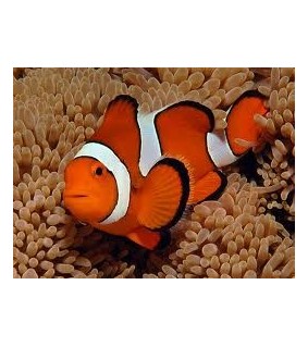 Amphiprion Percula/Sulawesi