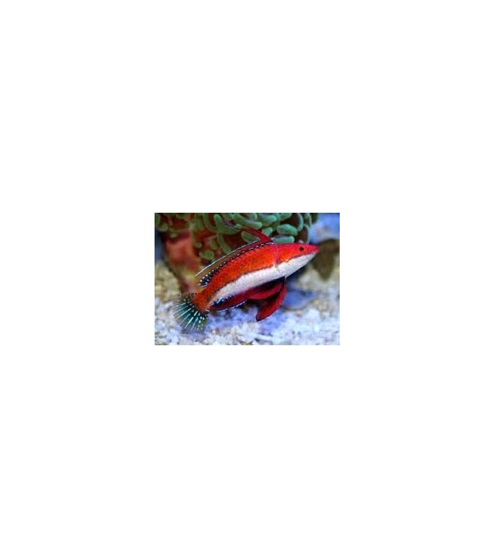 Cirrhilabrus rubriventralis