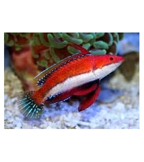 Cirrhilabrus rubriventralis