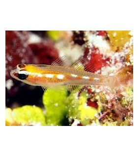 Coryphopterus personatus