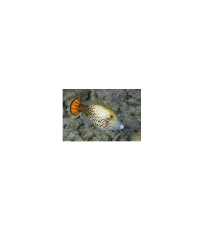 Pervagor spilosoma