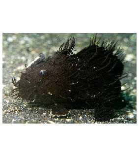 Antennarius striatus