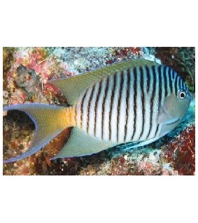 Genicanthus melanospilos