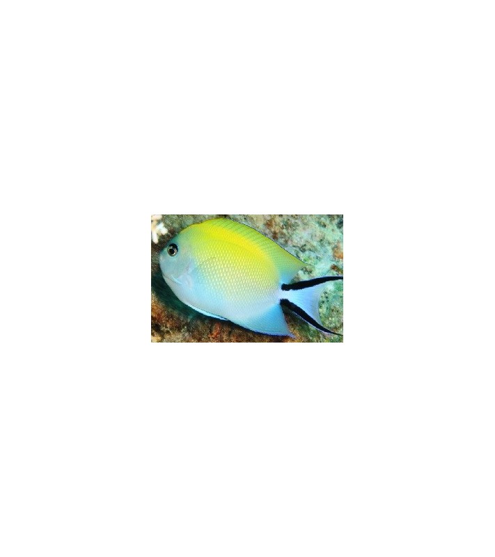 Genicanthus melanospilos