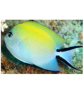 Genicanthus melanospilos