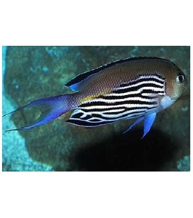 Genicanthus watanabei