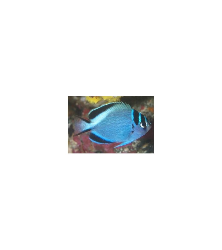 Genicanthus watanabei, Gelbstreifen Lyrakaiserfisch