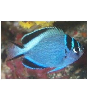 Genicanthus watanabei