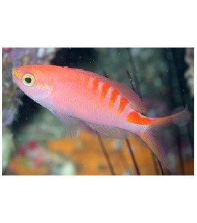 Pseudanthias lori