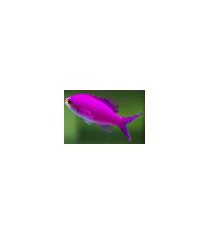 Pseudanthias pascalus Pseudanthias pascalus