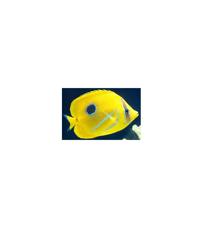 Chaetodon bennetti