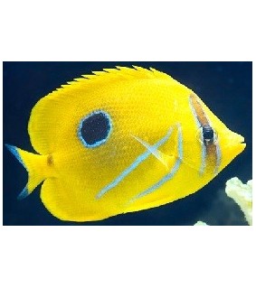 Chaetodon bennetti