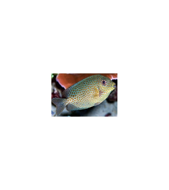 Siganus punctatus