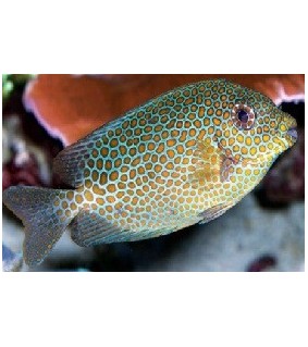 Siganus punctatus