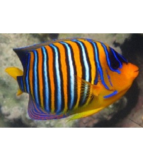 Pygoplites diacanthus