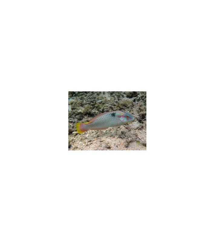 Halichoeres scapularis