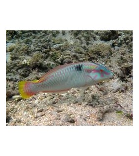 Halichoeres scapularis